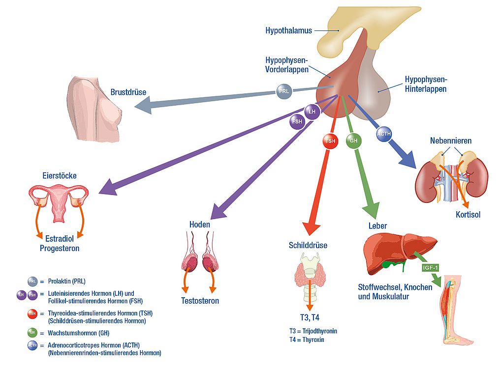 Medizinische Infografik zur Hormonsteuerung durch die Hypophyse. Vom Hypophysenvorderlappen gehen fünf farbige Pfeile zu verschiedenen Zielorganen aus. Prolaktin (PRL) stimuliert die Brustdrüse, LH und FSH steuern Eierstöcke (Estradiol, Progesteron) sowie Hoden (Testosteron), TSH regt die Schilddrüse zur Produktion von T3 und T4 an, GH wirkt über die Leber und IGF-1 auf Stoffwechsel, Knochen und Muskulatur, und ACTH stimuliert die Nebennieren zur Ausschüttung von Kortisol. Die Zielorgane sind als anatomische Illustrationen dargestellt. Eine Legende unten links erklärt die Hormonabkürzungen.
