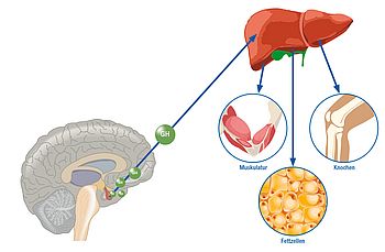 Medizinische Infografik zum Wirkungsweg des Wachstumshormons (GH). Die Hypophyse im Gehirn schüttet GH aus, das über einen blauen Pfeil zur Leber transportiert wird. Von der Leber gehen drei weitere Pfeile zu den Zielgeweben: Muskulatur, Knochen und Fettzellen, die jeweils als anatomische Nahaufnahmen in runden Fenstern dargestellt sind.