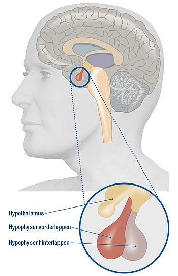 Medizinische Illustration einer Kopf-Seitenansicht mit Gehirnquerschnitt. Die Hypophyse ist durch einen blauen Kreis hervorgehoben und wird in einer Vergrößerung unten rechts detailliert dargestellt. Beschriftungen zeigen die drei Strukturen: Hypothalamus, Hypophysenvorderlappen und Hypophysenhinterlappen.