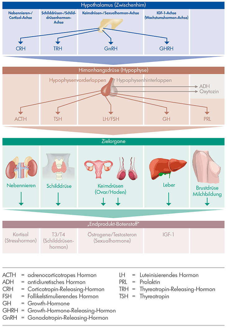 Hypothalamus Hypophysen Achse acth