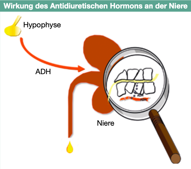 diabetes insipidus medikamente